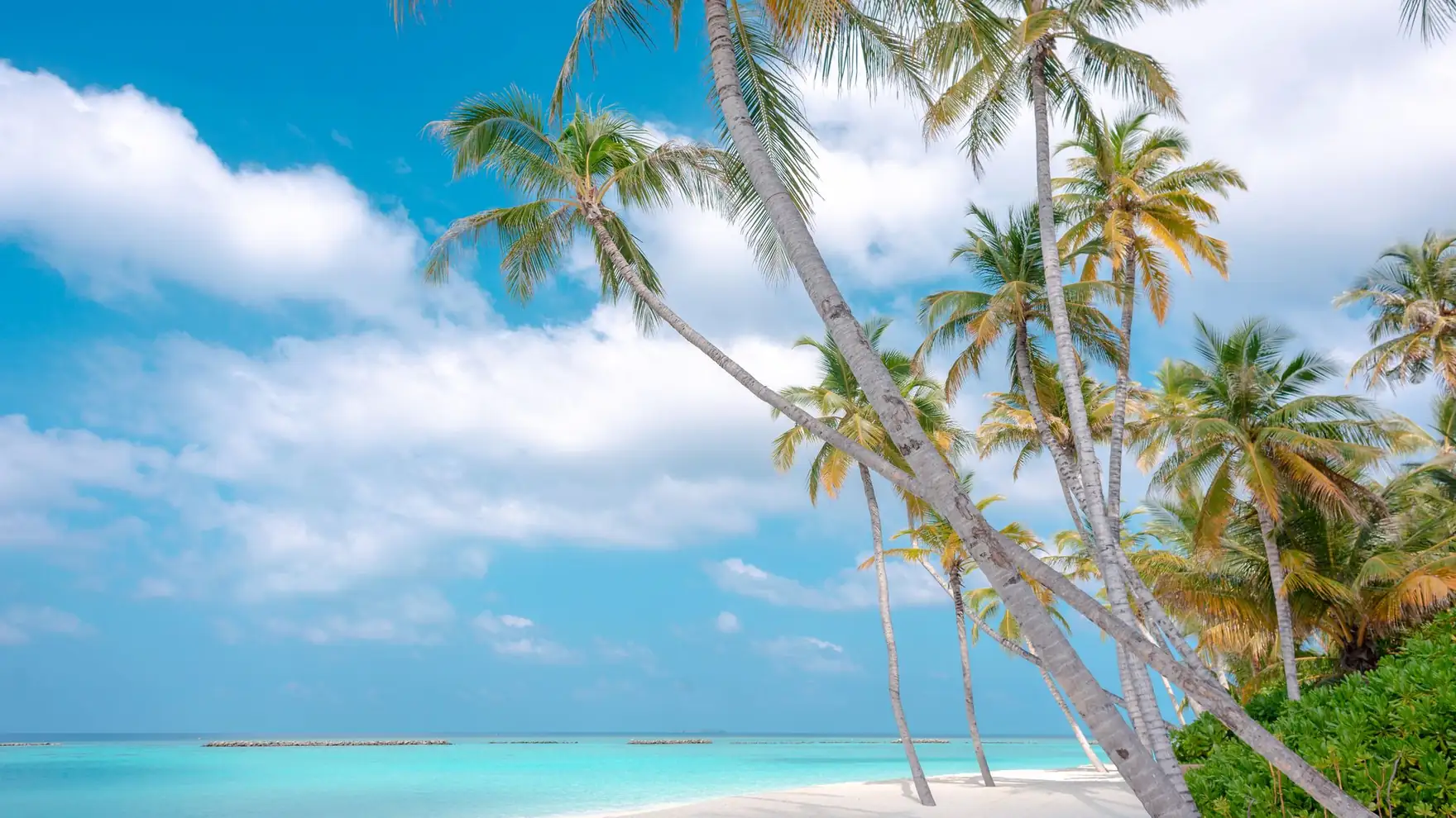 A serene tropical beach scene in the Maldives, featuring coconut trees, white sand, and a vibrant blue ocean