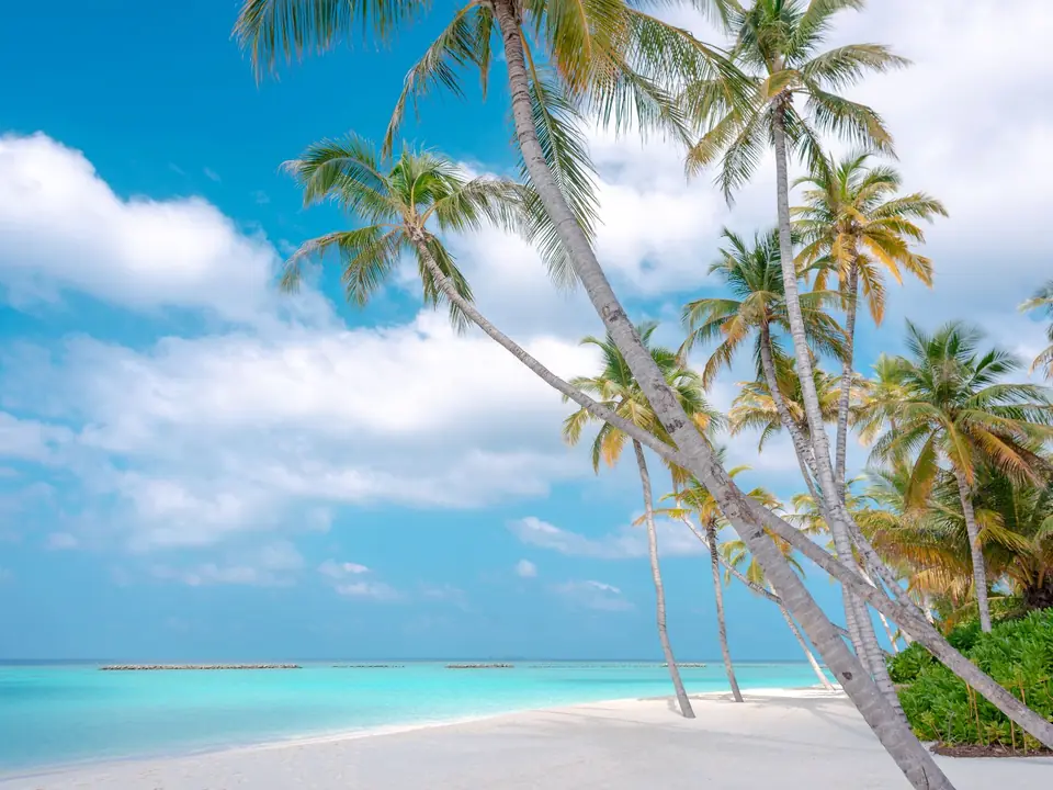 A serene tropical beach scene in the Maldives, featuring coconut trees, white sand, and a vibrant blue ocean
