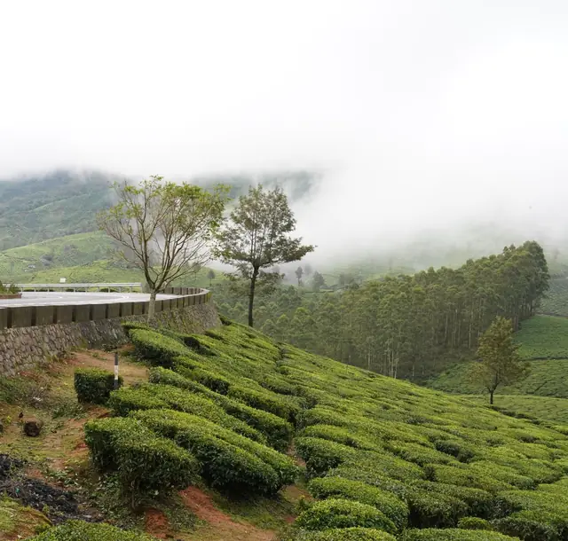 Explore the lush tea plantations and misty landscapes of Munnar, Kerala, India