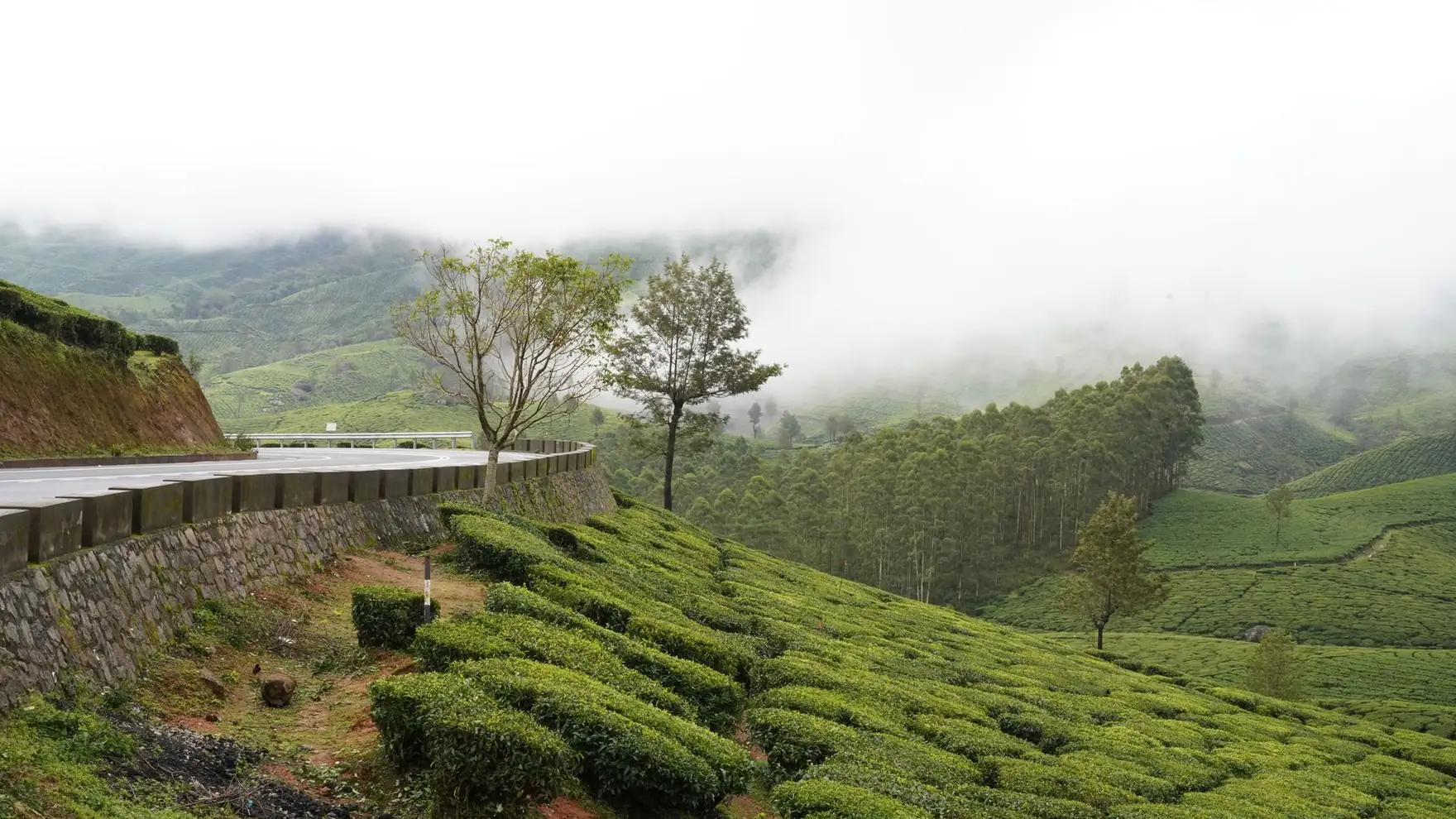 Explore the lush tea plantations and misty landscapes of Munnar, Kerala, India