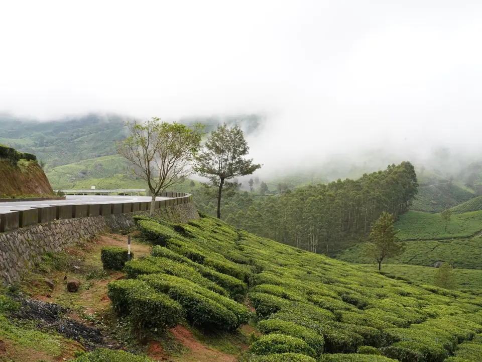 Explore the lush tea plantations and misty landscapes of Munnar, Kerala, India