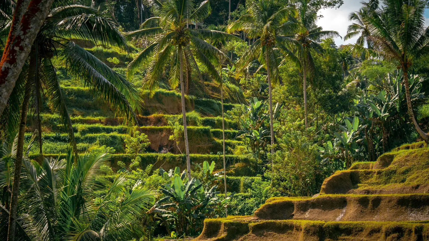 Explore the vibrant rice terraces of Ubud, Bali, framed by towering palm trees in a tropical paradise