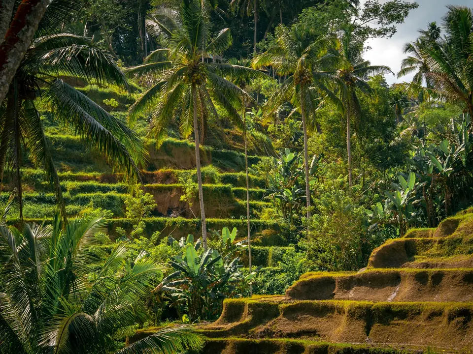 Explore the vibrant rice terraces of Ubud, Bali, framed by towering palm trees in a tropical paradise